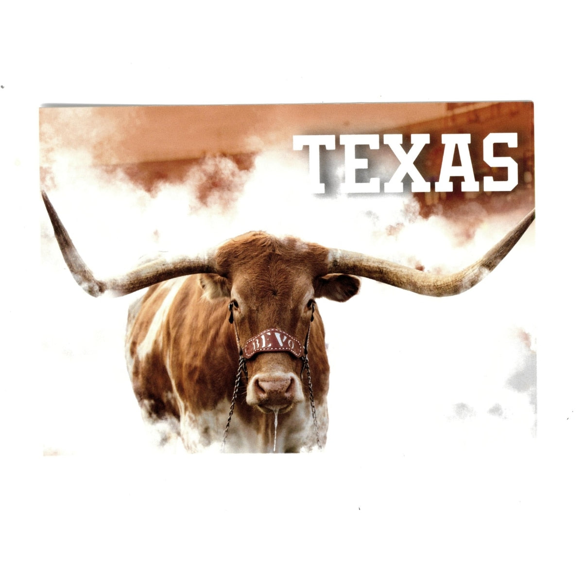 University of Texas Bevo Postcard