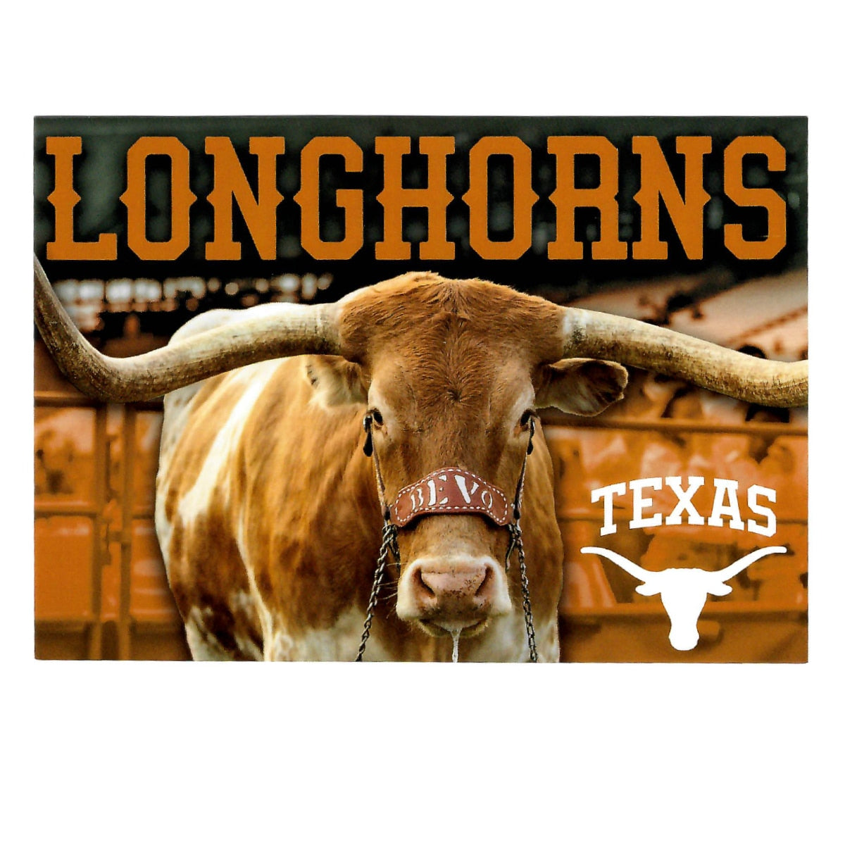 University of Texas Bevo Postcard