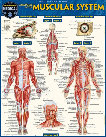 MUSCULAR SYSTEM