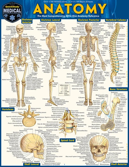 ANATOMY