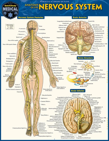 NERVOUS SYSTEM