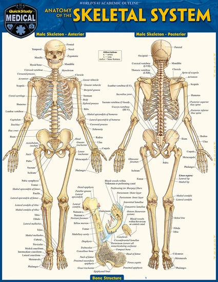 SKELETAL SYSTEM ADVANCED