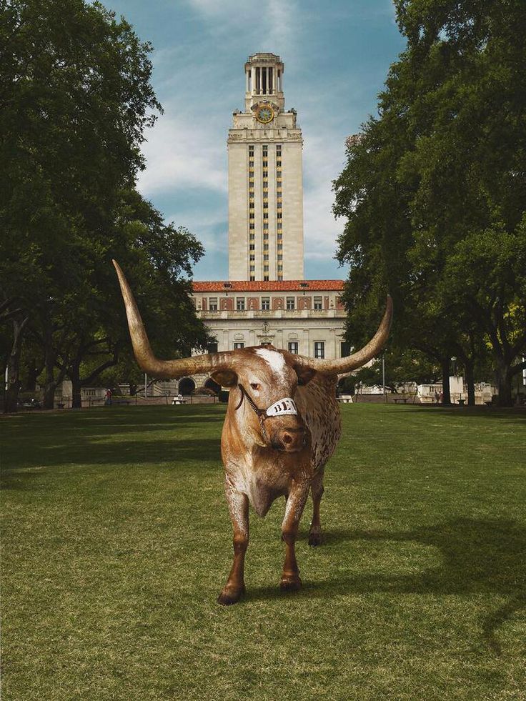 bevo longhorn for st patricks day