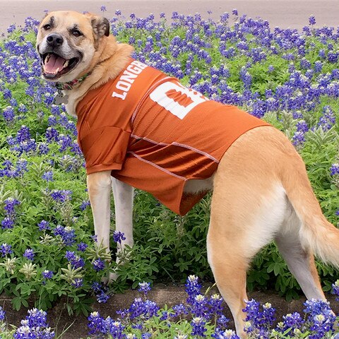 Dog Jerseys